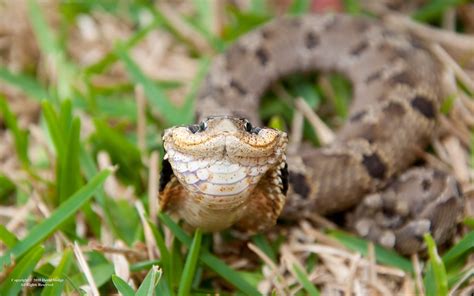 eastern hognose snake smiling katy tx eastern hog nos flickr