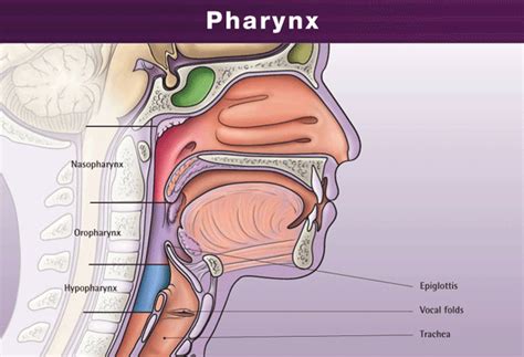 abu ammar anatomi sistem pernafasan