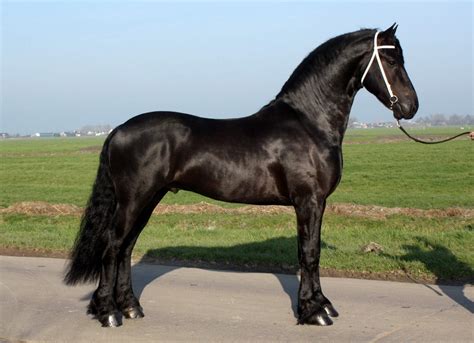 friesian horse netherlands weneedfun