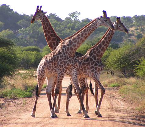 filesouth african giraffes fightingjpg