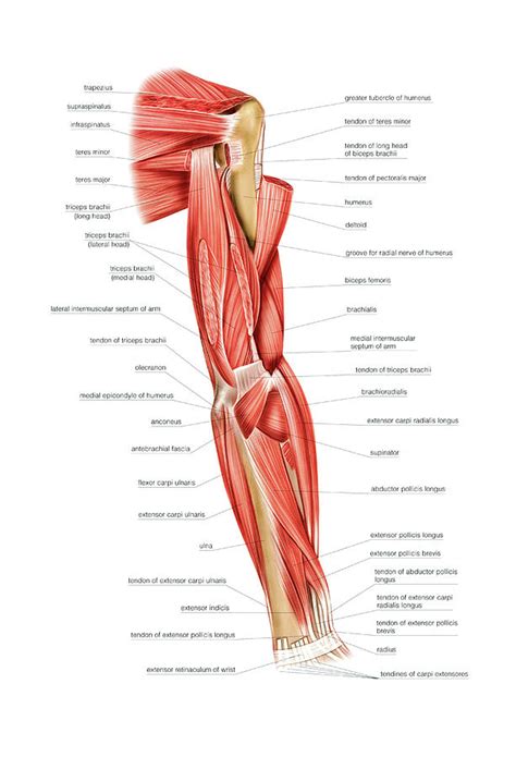 muscles  upper arm muscles  names  arm  hand