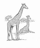 Coloring Giraffe African Pages Safari Wild Animal Print sketch template