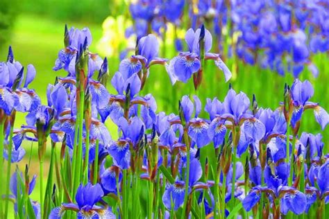 plant  grow iris flowers gardeners path