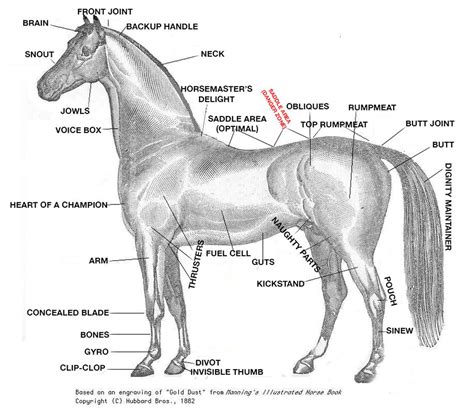 crash   horse anatomy    kentucky derby sbnationcom