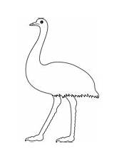 Emu Coloring Walking Realistic sketch template