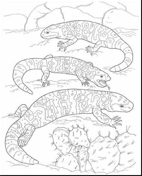 desert animals coloring page coloringbay