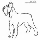 Schnauzer Coloring Giant Terrier Pages Dog Own Color Line Drawings sketch template