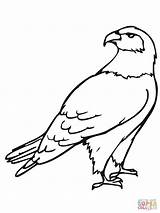 Hawk Ausmalbilder Falke Ausmalbild Falken Mascot Roofvogels Kleurplaten sketch template