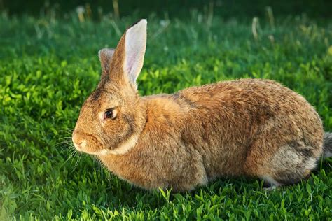 breeds    pet rabbits simplyrabbits rabbit care