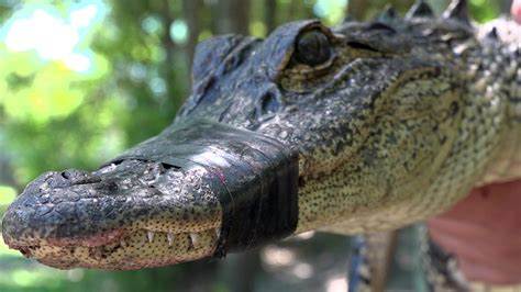 mating season brings out aggressive alligators across florida
