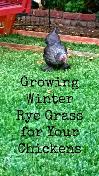 sunny simple life growing winter rye grass   chickens