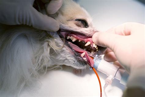 tandheelkunde dierenkliniek herckenrode