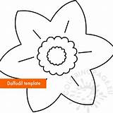 Daffodil Template Flower Outline Pdf Coloring sketch template