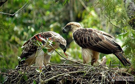 July 2011 Nesting Pair Of Philippine Eagle On Mt Kitanglad