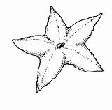 Starfish Rozgwiazda Coloring4free Kolorowanki Dzieci Bestcoloringpagesforkids Seastar sketch template