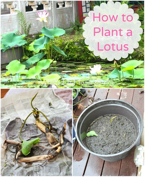 plant  lotus whats ur home story