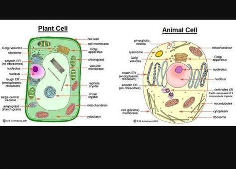 draw   labelled diagram  animal cell  plant cell   vrogue