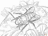 Coloring Bee Pages Mason Red Drawing Bees Printable Supercoloring sketch template