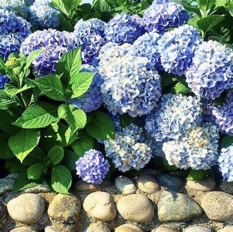 grow big beautiful blue hydrangeas  zhush landscaping