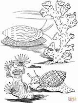 Caracoles Snails Dessiner Snail Coquillage Caracol Adulte Animal Molluschi Caracola Animaux sketch template