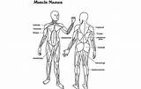 Coloring Muscular System Anatomy Pages Popular Muscle Choose Board Toddler sketch template