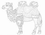 Chameau Cammelli Camellos Dromedarios Colorear Kamele Dromedare Dromedari Fines Lignes Erwachsene Malbuch Fur Adulti Dromadaires Chameaux Camels Superbe Très Coloriages sketch template