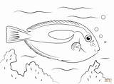 Kleurplaat Vissen Tropische Doktorfisch Doktorfische Tang Malvorlage Supercoloring Tiburo Azulpara sketch template