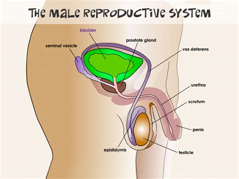male testes or testicles main function problems and best treatment