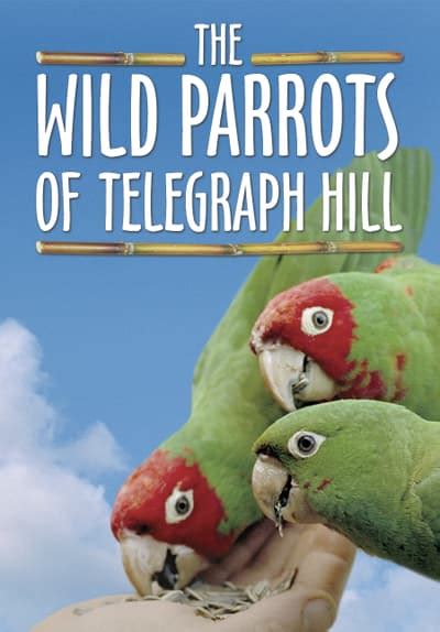 Watch The Wild Parrots Of Telegraph Full Movie Free Online