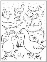 Ducks Nicole Florian sketch template