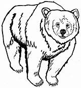 Bear Grizzly Coloring Pages Drawing Face Realistic Designlooter Side Getcolorings Getdrawings Printable Kids Color Female 52kb 650px Template Print sketch template