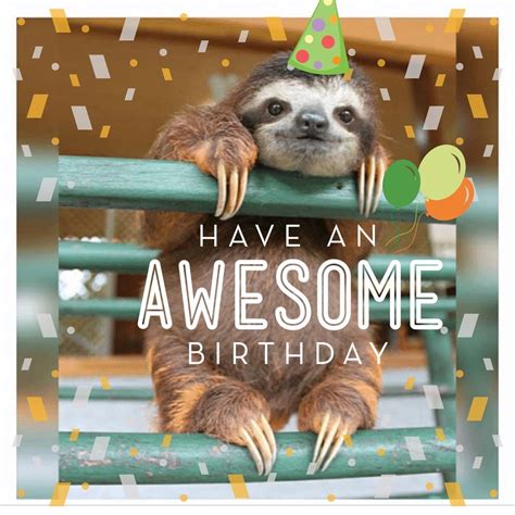 pin  anne hadler  happe bday happy birthday man sloth happy
