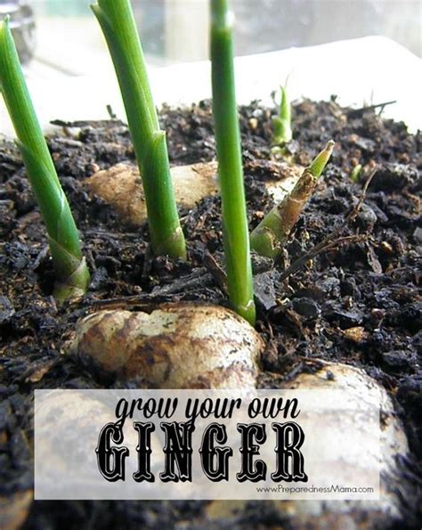 grow ginger  home ginger growing root grow
