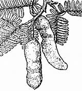 Tamarind Fruit Indica Tamarindus Sketch sketch template