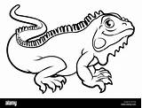 Iguana Outline Cartoon Coloring Lizard Illustration Character Alamy sketch template