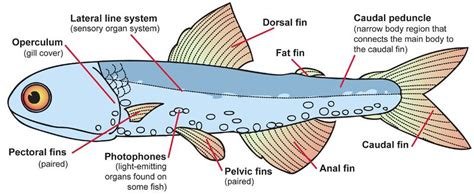 fish structure  function ck  foundation