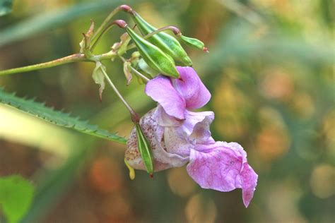 himalayan balsam pink flower though beautiful is also invasive toronto star