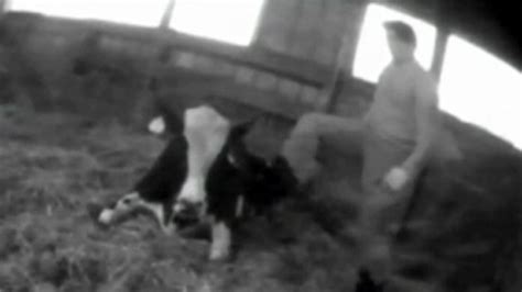 video shows cow torture at dairy farm video abc news