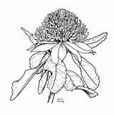 Speciosissima Telopea Plantnet Br Sm Apni sketch template