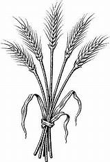 Wheat Clipart Coloring Barley Bundle Clip Sketch Tattoo Plant Drawing Pages Printable Dark  Size Grassroots Outline Ruth Drawings Fleurs sketch template