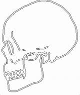 Coloring Skulls Printable Pages Skull Library Clipart Line sketch template
