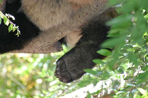 panda foot flickr photo sharing