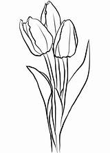 Tulips Coloring Tulip Drawing Pages Three Para Tulipanes Colorear Flower Outline Imprimir Dibujo Da Printable Kids Disegno Supercoloring Tulipani Fiori sketch template