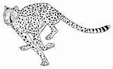 Cheetah Coloring Pages Color Print Kids sketch template