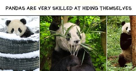 15 Memes That Show Pandas Are So Much More Chill Than