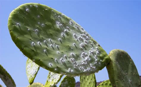 prickly cactus species  threat bbc news