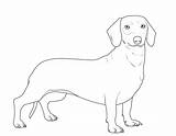 Dackel Ausmalbilder Hunde Malvorlage Dachshund Hundebilder Hunderassen Malen Beste sketch template