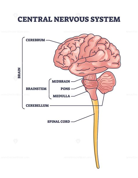 nervous system diagram nervous system parts nervous system anatomy