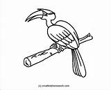 Hornbill Coloring Outline Drawing Pages Flamingo Clipart Bird Birds Dove Clipartpanda Parrot Getdrawings Drawings 1044 37kb Interesting Facts sketch template