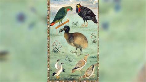 dodo scientists plot  resurrection   bird